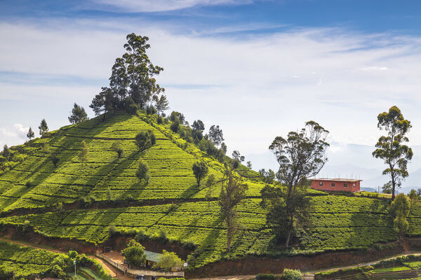 nuwara eliya tea